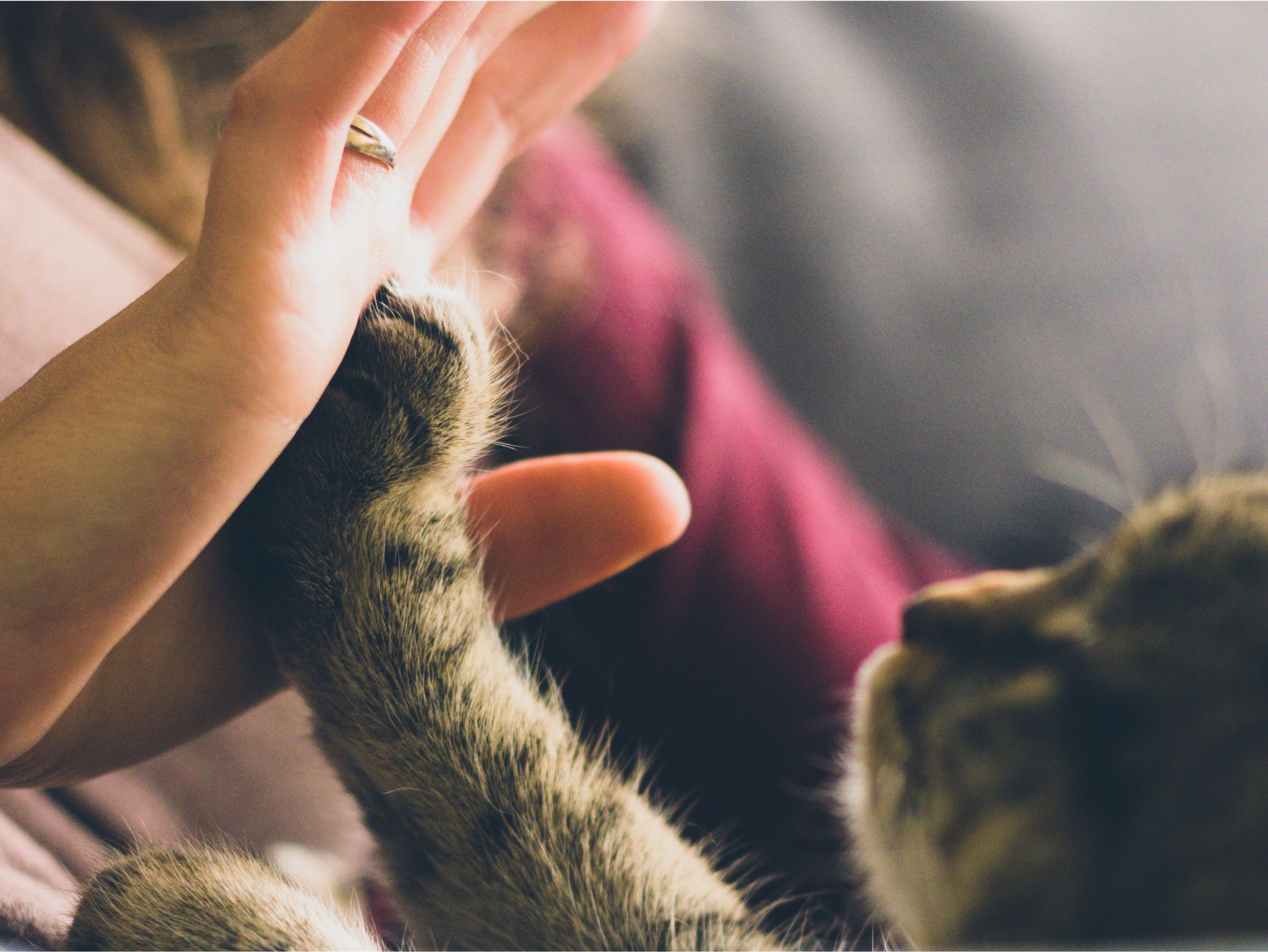 Cat high fiving human hand