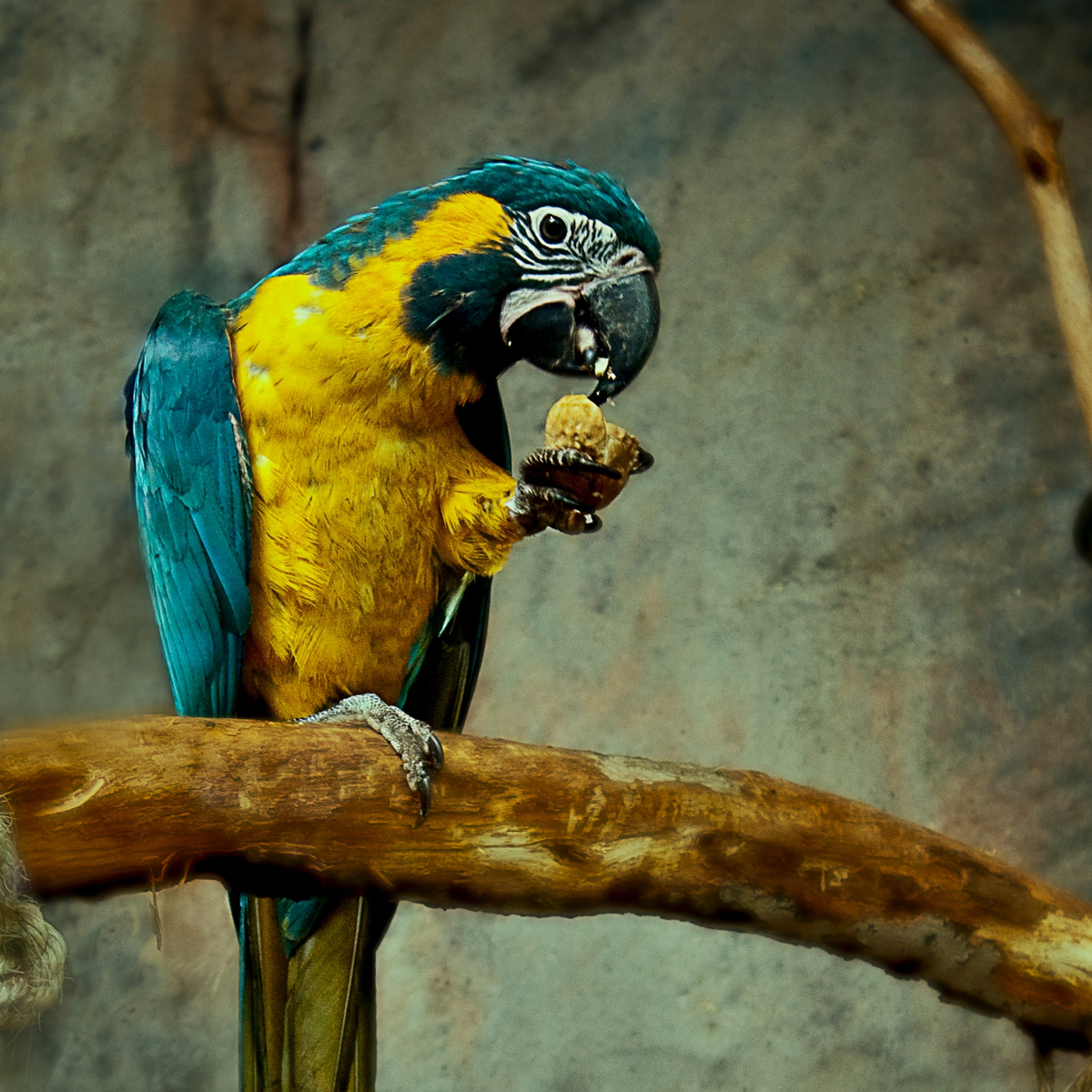 Parrot on a branch