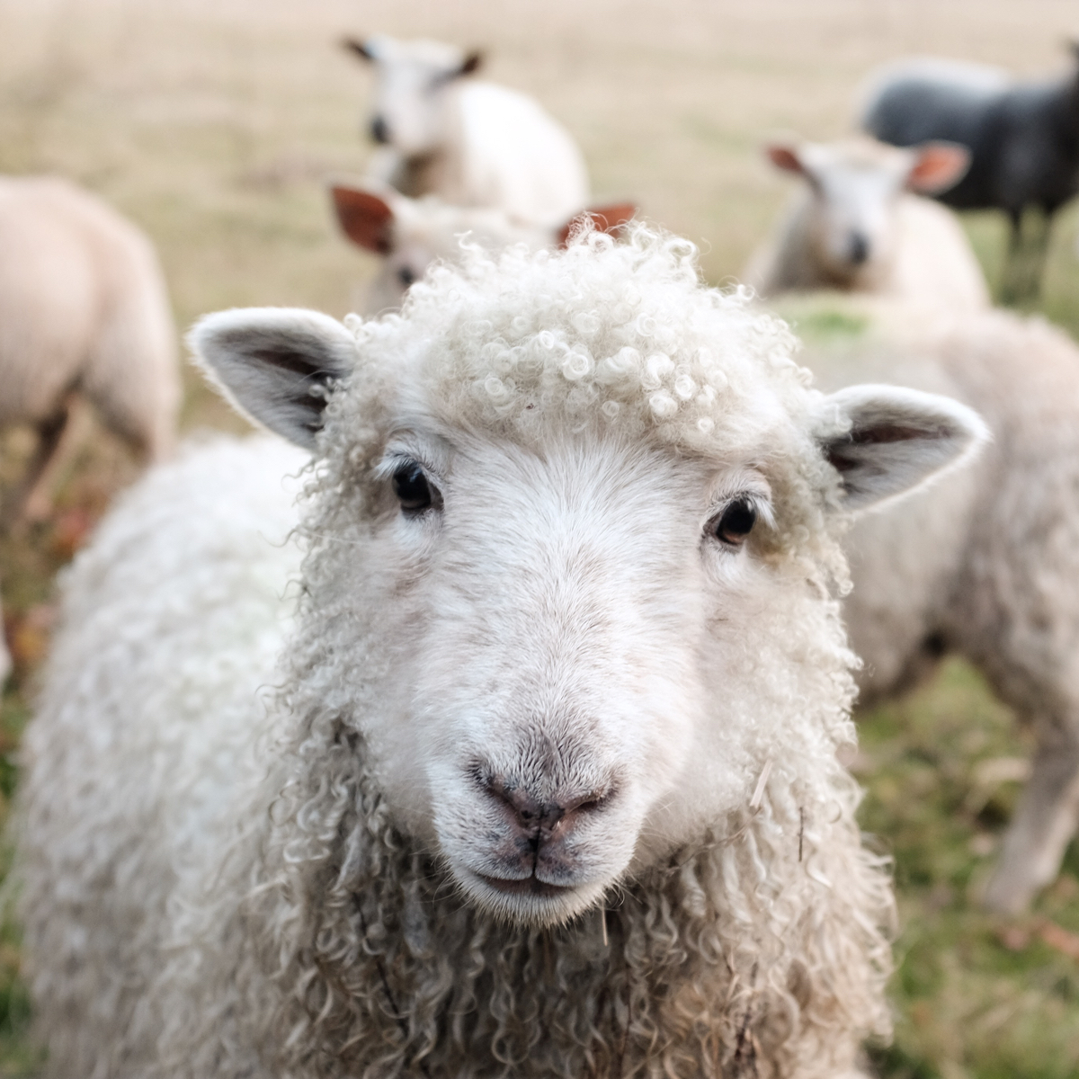 Sheep facing camera in a field