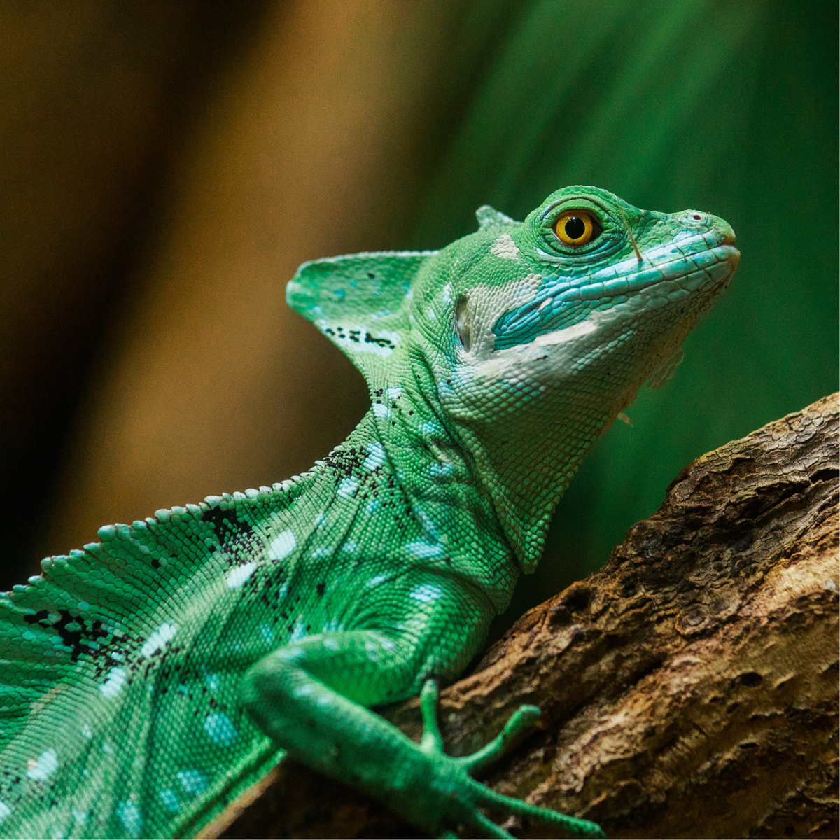 Chameleon on a branch