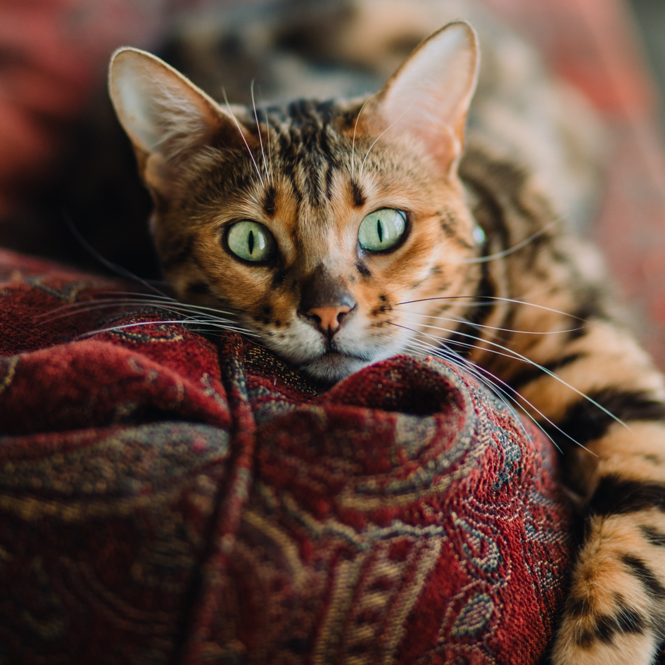 Tabby cat laying on red fabric