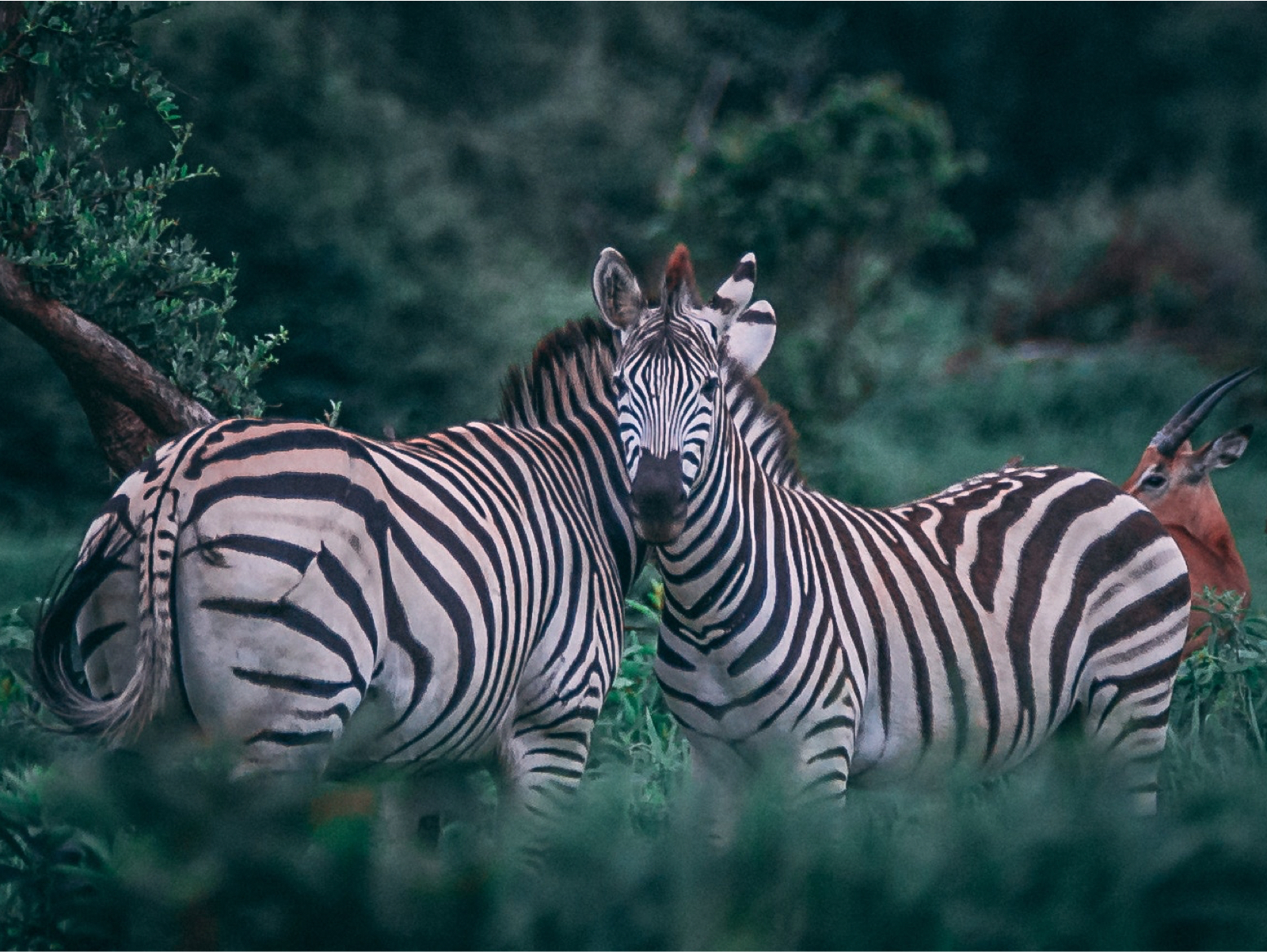 Two zebras in a field